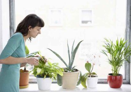 أهمية وضع النباتات في المنزل