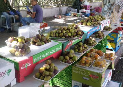 "تلاوي يا تين.. حلو يا صبر" (صور-فيديو)