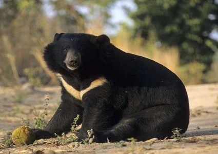 اشتباك بالأيدي والقوائم بين ياباني ودبّة!