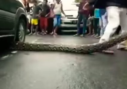 إنقاذ أفعى طولها 10 أمتار من "حادث سير"! (فيديو)