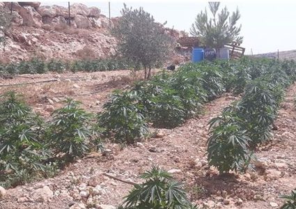 ضبط مشتل للمخدارت في السموع