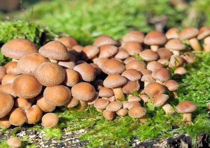 فطريات الشرق الأقصى الروسي تساعد في علاج السرطان