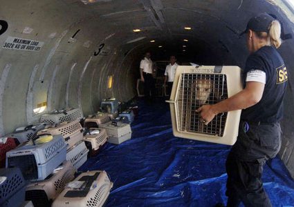 كلب "مذعور" كاد أن يتسبب بكارثة جوية