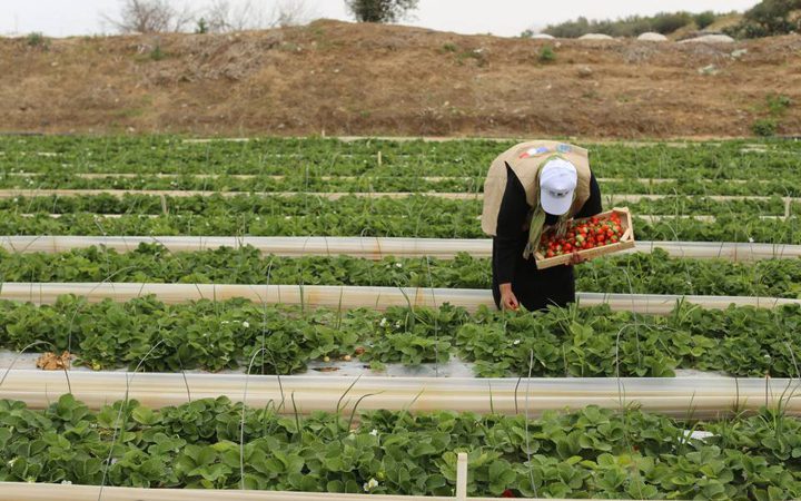 الجاغوب: 306 مشاريع للمزارعين المتضررين