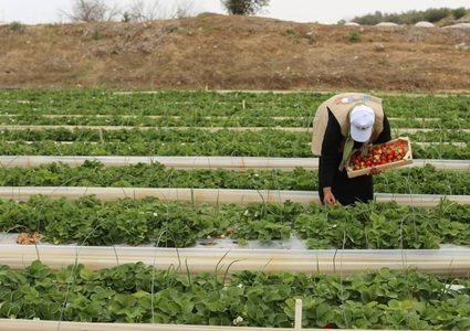 الجاغوب: 306 مشاريع للمزارعين المتضررين