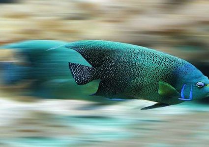 مشاهد فريدة لـ"تحليق" آلاف الأسماك فوق الماء