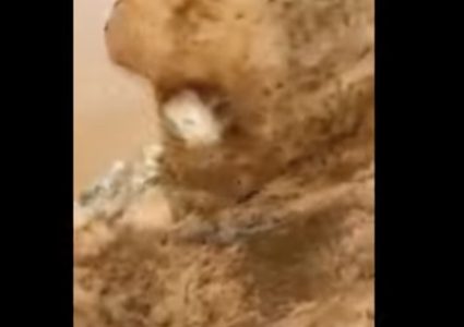 العثور على كائن بحري غامض(فيديو)