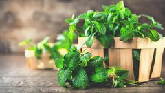 طرق للقضاء على الحشرات المنزلية