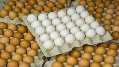 ما الفرق بين البيض البني والأبيض؟