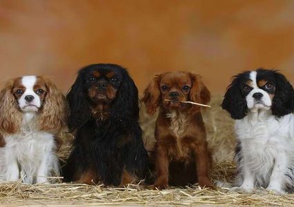 تجربة تكشف مستوى جديد من وفاء الكلاب!