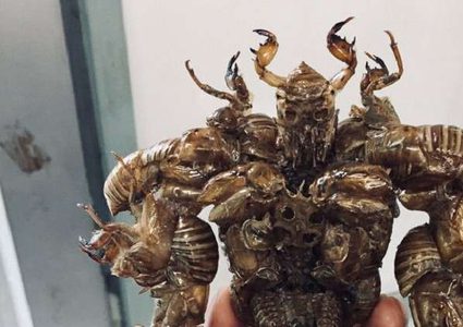 ياباني يصنع تماثيل من الحشرات الحية!