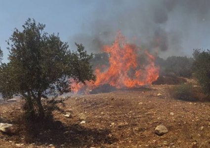 مستوطنون يحرقون مئتي دونم من أراضي جيت