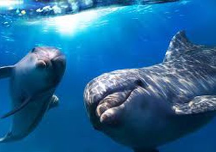 مكافأة 11 ألف دولار للعثور على قانل أنثى دلفين