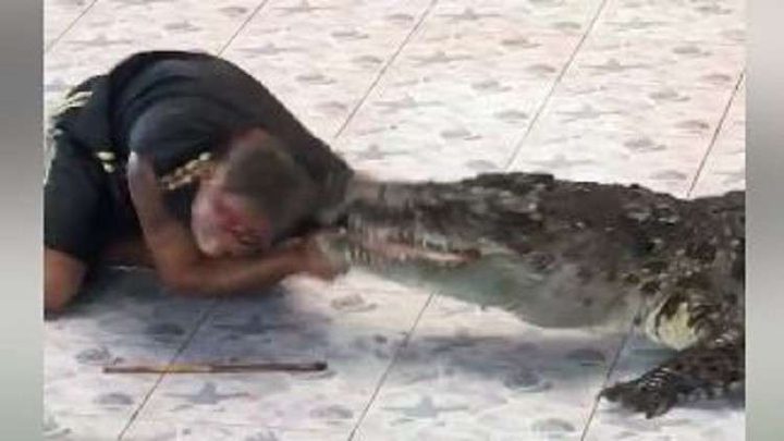 تمساح يطبق فكيه على ساعد مدربه! (فيديو)