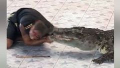 تمساح يطبق فكيه على ساعد مدربه! (فيديو)