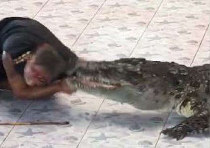 تمساح يطبق فكيه على ساعد مدربه! (فيديو)