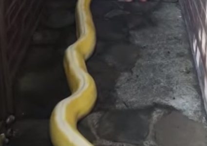 طفلة شجاعة تلاعب ثعبانا ضخما! (فيديو)