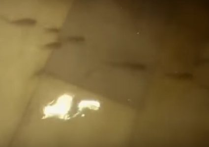 أسراب الأسماك تجتاح مستشفى