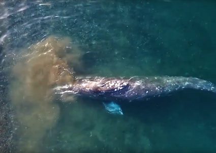 حوت عملاق يفاجئ العلماء على سواحل "تشوكوتكا"