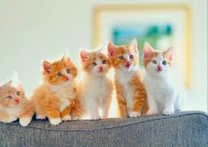 القطط تجعل أصحابها اكثر جرأة وشجاعة