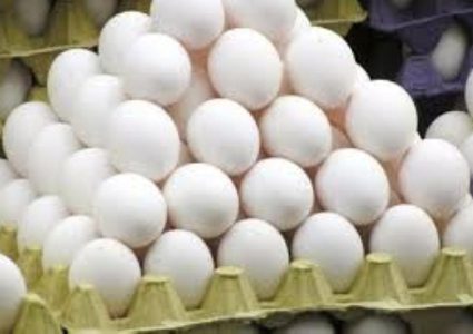 وزارة الزراعة: البيض في فلسطين خالِ من السالمونيلا