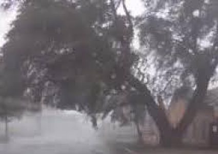 "الحظ" ينقذ سيارة من سقوط شجرة ضخمة عليها!