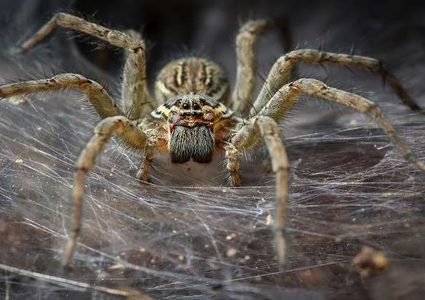 سم العناكب قد يعالج حالة مرضية نادرة يصعب علاجها!