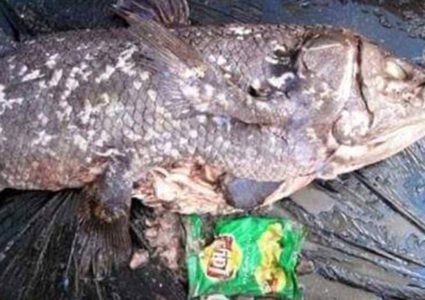 سمكة قهرت الديناصورات.. وقهرها "البلاستيك"