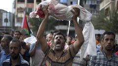 في غزة...طيور الجنة تحت القصف الإسرائيلي