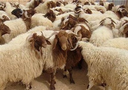 الأضاحي تسجل رقمًا قياسيًّا لم نشهده من (30) عامًا