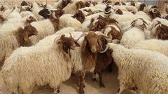 الأضاحي تسجل رقمًا قياسيًّا لم نشهده من (30) عامًا