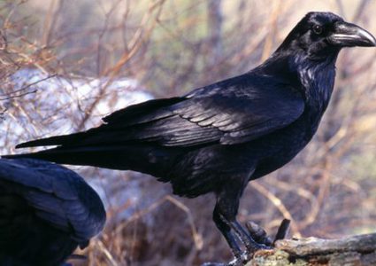 أغرب "وظيفة" للغربان