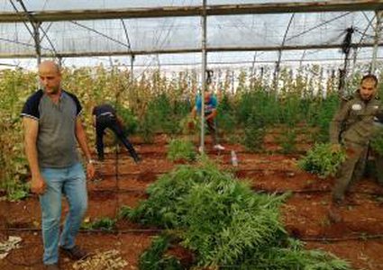 جنين: ضبط آلاف أشتال الماريجوانا والقنب الهندي