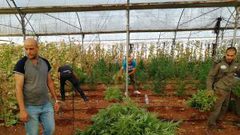 جنين: ضبط آلاف أشتال الماريجوانا والقنب الهندي