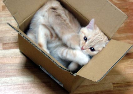 لماذا تعشق القطط الصناديق الفارغة؟