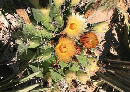 مهندس زراعي بغزة يحول مساحات واسعة إلى مدينة صبار