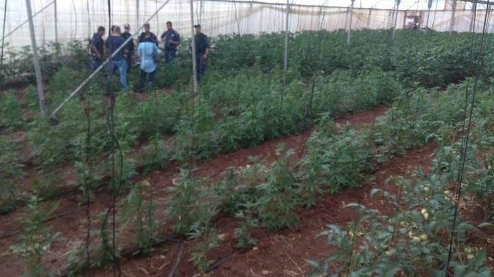 ضبط مشتل ميرغوانا في دير أبو ضعيف شرق جنين