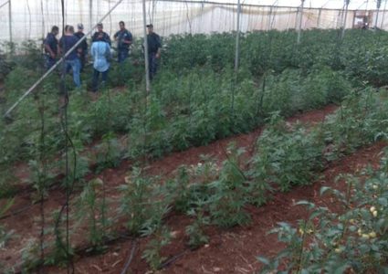 ضبط مشتل ميرغوانا في دير أبو ضعيف شرق جنين
