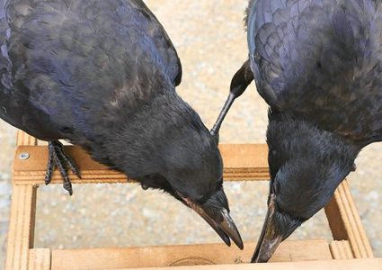 حديقة فرنسية توظف غربانا لإزالة أعقاب السجائر