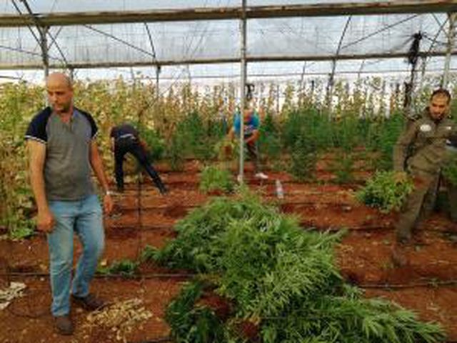 ضبط أشتال مخدرة في 20 دونما من الأراضي الزراعية