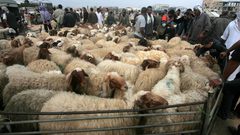 الأضاحي في غزة.. أسعار مرتفعة وإقبال ضعيف