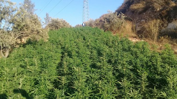 جنين: الاحتلال يضع بوابات عسكرية لترويج المخدرات