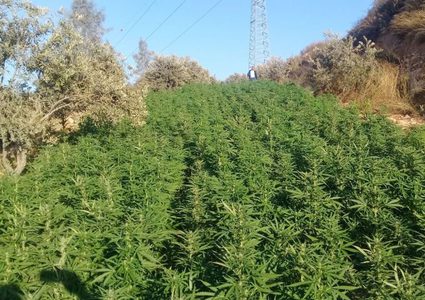 جنين: الاحتلال يضع بوابات عسكرية لترويج المخدرات