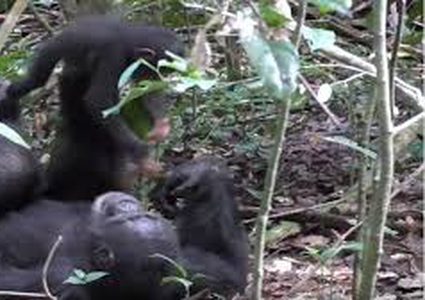 شمبانزي يلاعب صغيره كالبشر تماما! (فيديو)