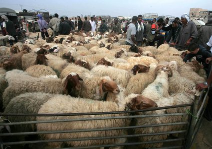 جمعية المستهلك تطالب بتحديد اسعار الاضاحي