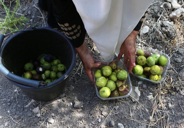 امرأة فلسطينية تجمع التين خلال موسم الحصاد في مزرعة في مدينة نابلس بالضفة الغربية