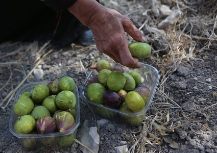 امرأة فلسطينية تجمع التين خلال موسم الحصاد في مزرعة في مدينة نابلس بالضفة الغربية