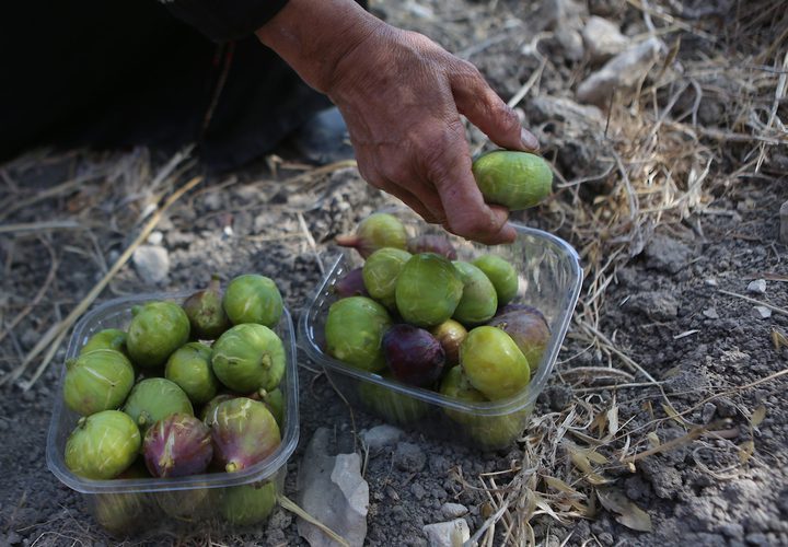 امرأة فلسطينية تجمع التين خلال موسم الحصاد في مزرعة في مدينة نابلس بالضفة الغربية