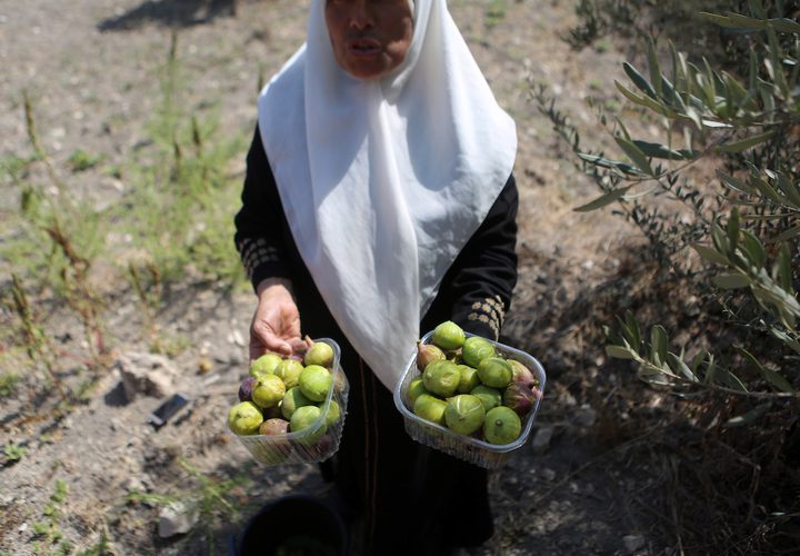 امرأة فلسطينية تجمع التين خلال موسم الحصاد في مزرعة في مدينة نابلس بالضفة الغربية