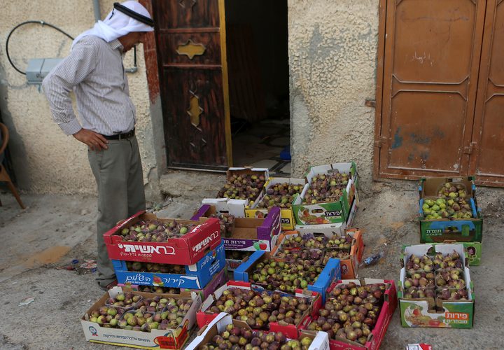 رجل فلسطيني يجمع التين خلال موسم الحصاد في مزرعة في مدينة نابلس بالضفة الغربية